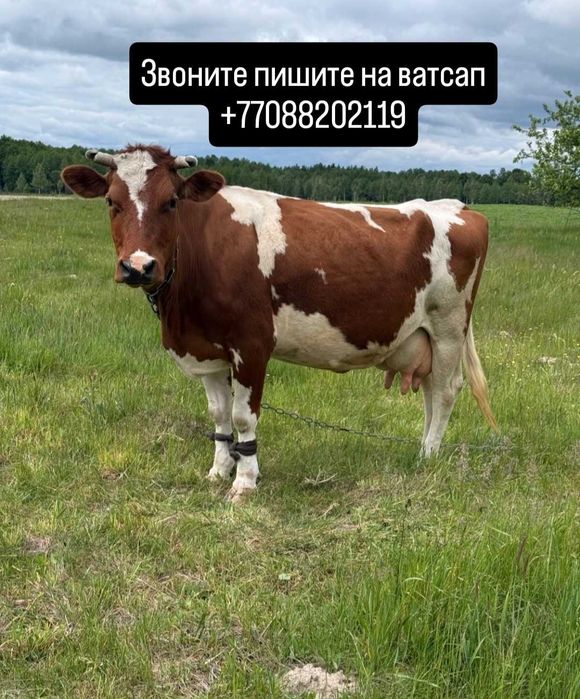 хорошая дрброя корова