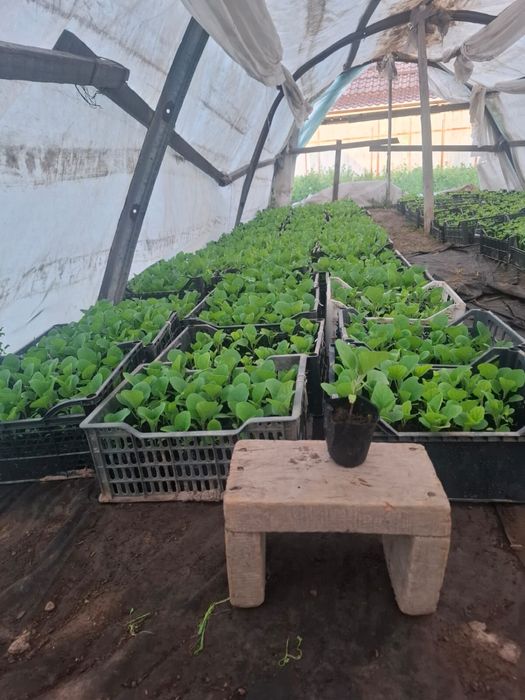 Продаем россаду