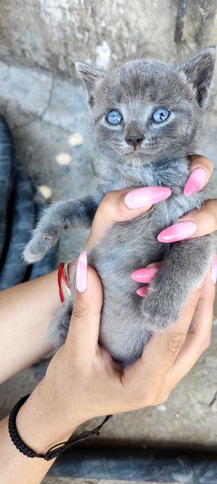 Подарявам 6 котенца