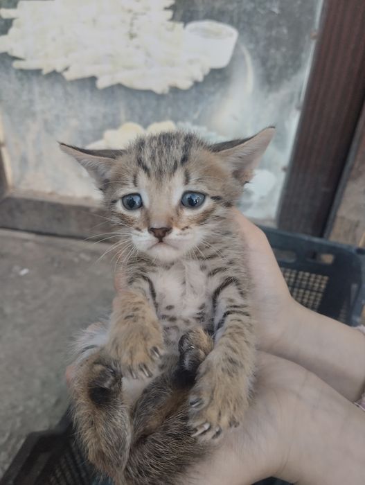 Кошки милые добрые ласковые