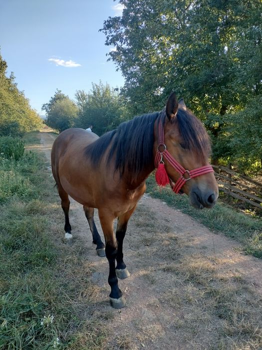 Vând mânză foarte cuminte.