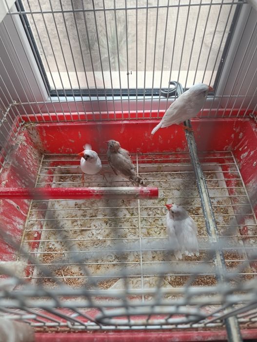 Амадин кушлари сотилади