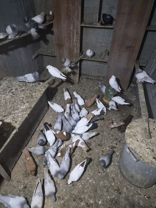Продам голубей быкинци молоканы,  пара армавиров.