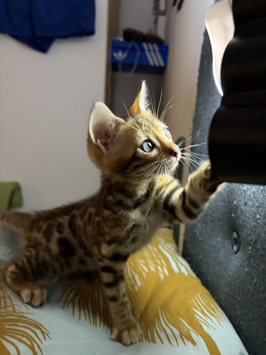 Două pisicuțe Bengal își caută noile familii!
