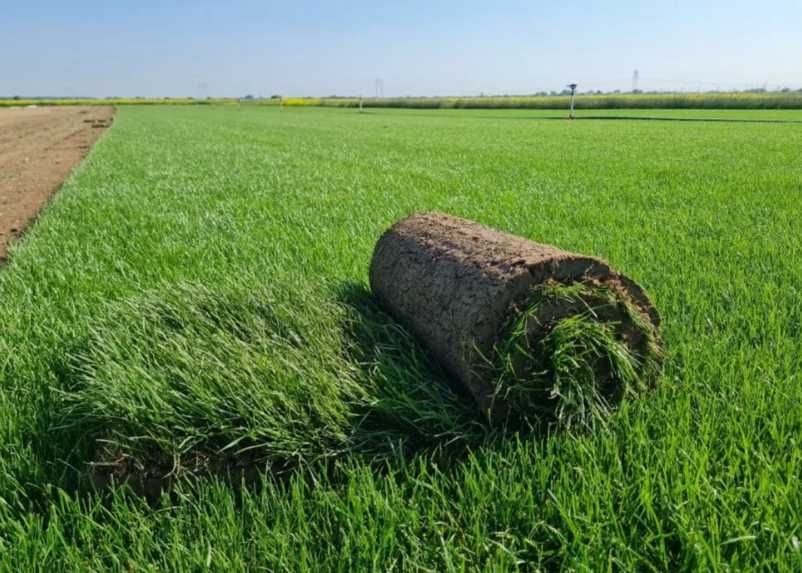 Gazon Rulou Proaspăt – Sol Pregătit și Irigare Automată