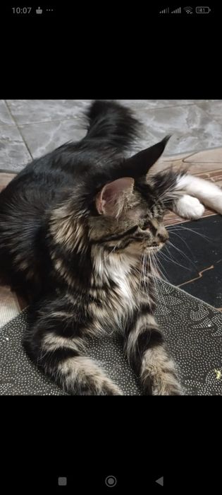 Котенок мейкун мальчик - черный