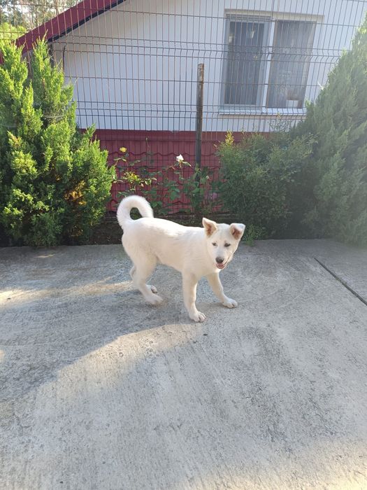 URGENT!! Akita Inu Japonez