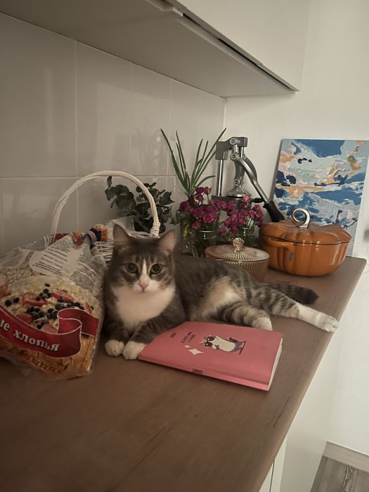 Домашняя передержка