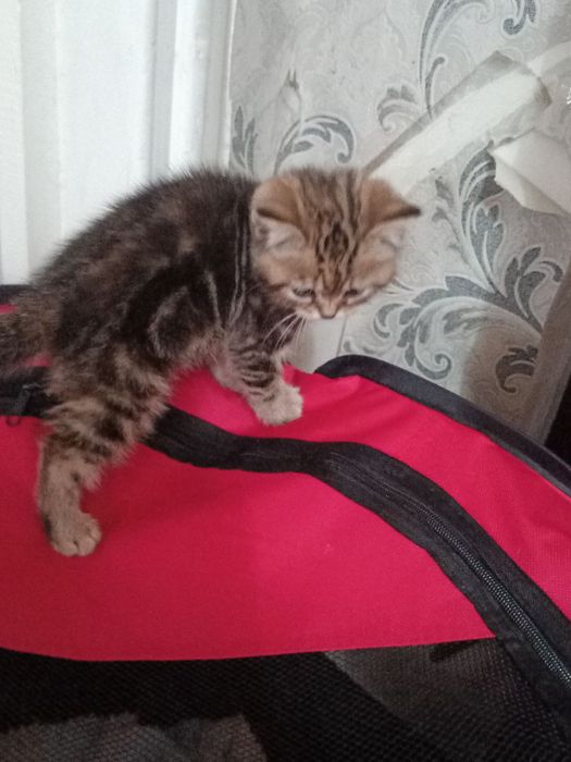 Продам котенка скоттиш страйт .