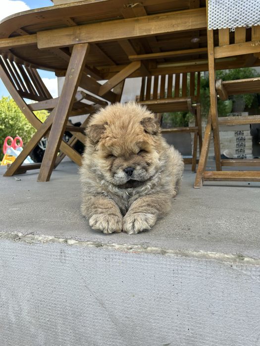 Chow chow mascul