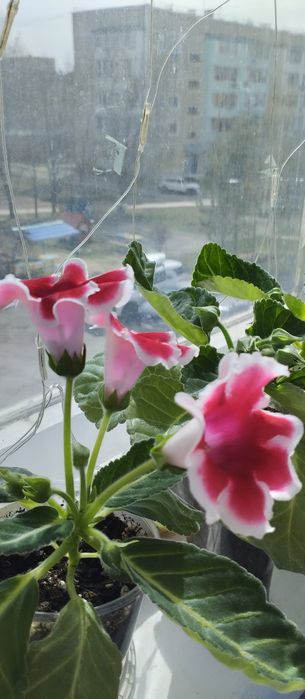 Продам цветы Глоксинии