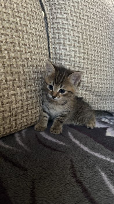 Отдам котят в добрые руки