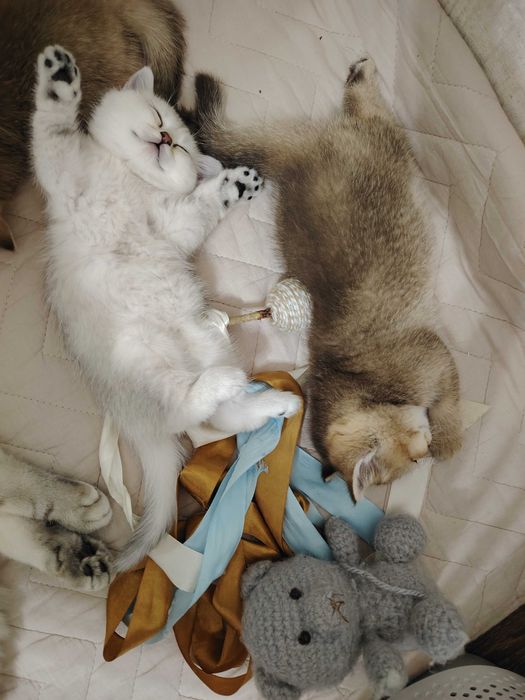 Серебристая шиншилла