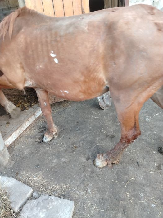 Продам жерёбую дойную кобылу