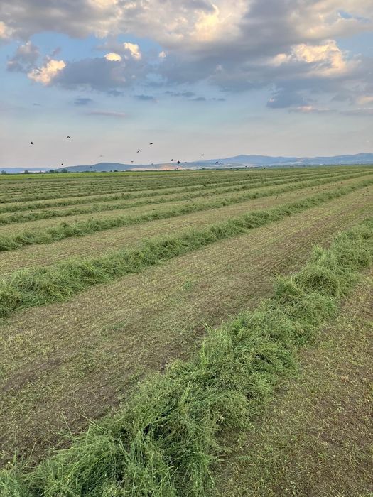 Vând baloți lucernă