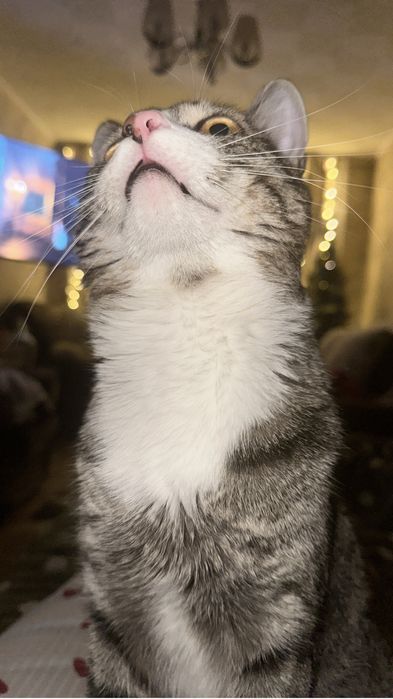 Отдам кота в добрые руки