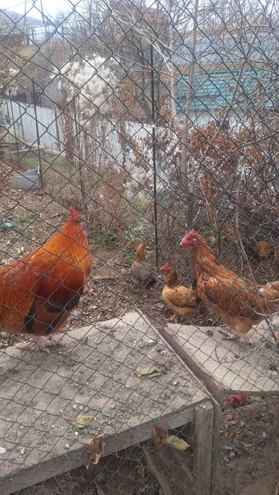 Продам семью кучинских