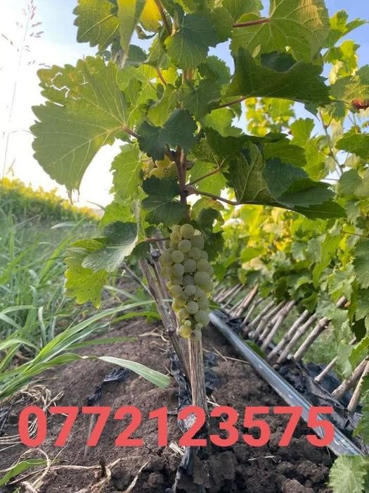 Butași vita de vie soiuri autentice