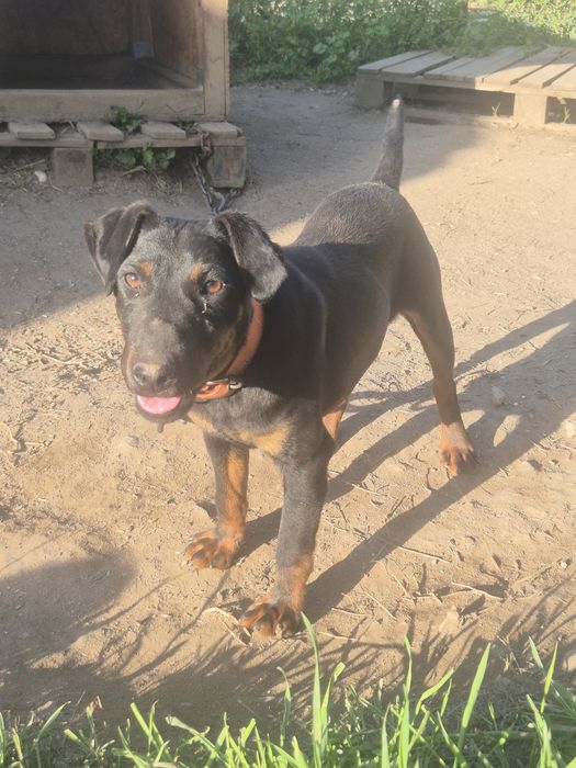 Мъжки ягдтериер 9