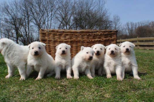 Бяла швейцарска овчарка