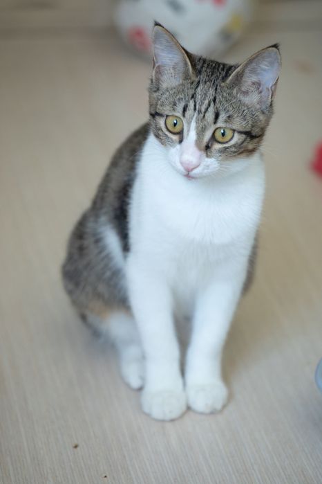 Котик Мурзик в добрые руки!!