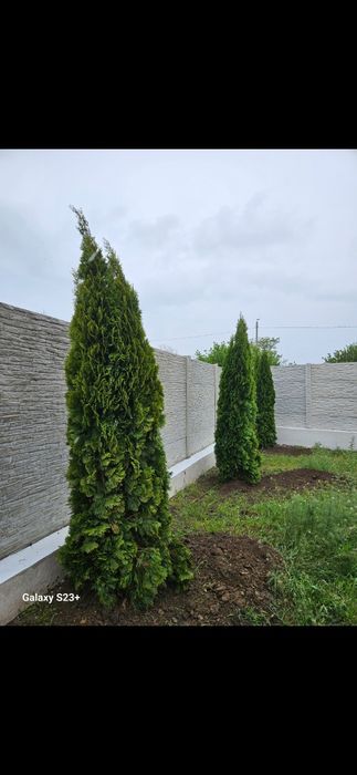 Vând tuia smaragd, tuia leylandii