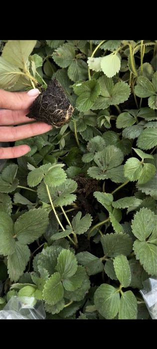 Саженцы многоразовой клубники