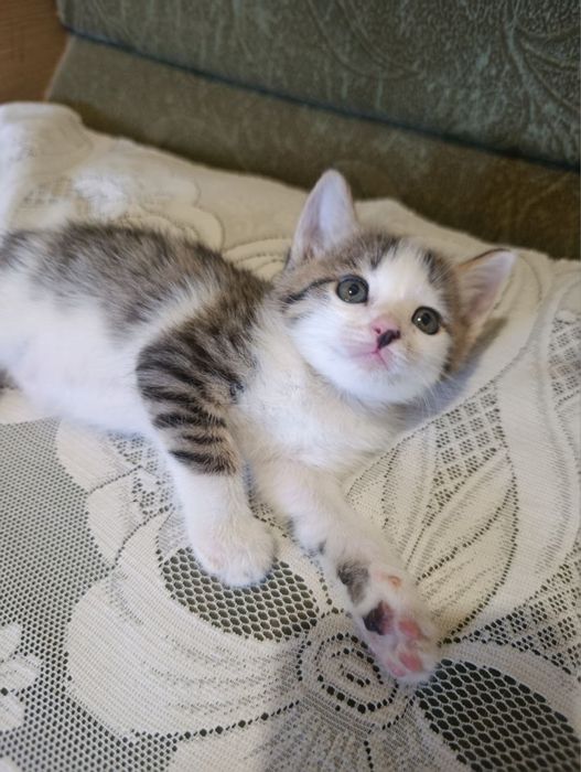 Отдаю котят в добрые руки