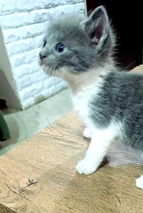 Подарявам красиви котенца