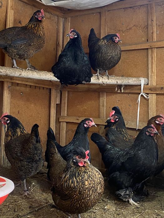 Продам декоративных кур бентамка