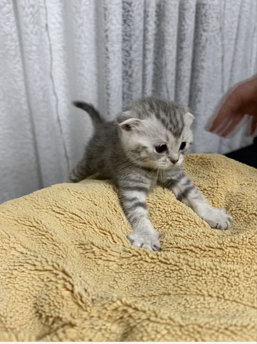 Продам котят шотландцев ,вислоухих