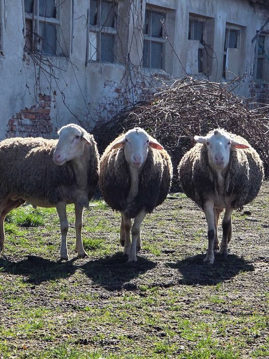 Продавам кочове Лакон
