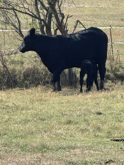 Крави  абардин абардин ангус