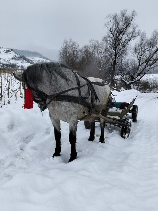 Vând mânză grea blândă trage bine garantată preț 135 negociabil