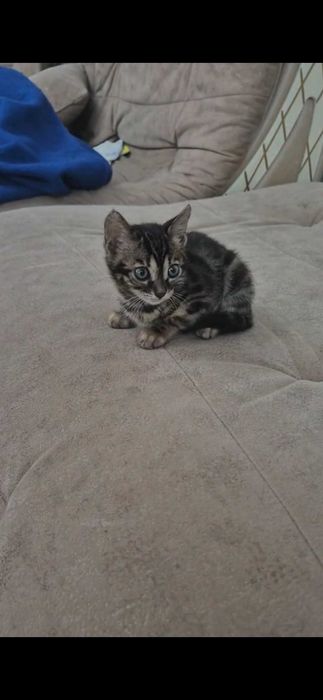 Отдам котенка 3 месяца