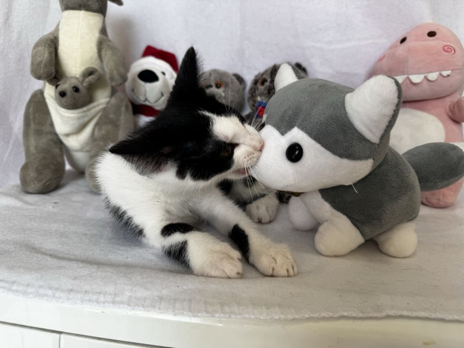 Активные и сладкие котята