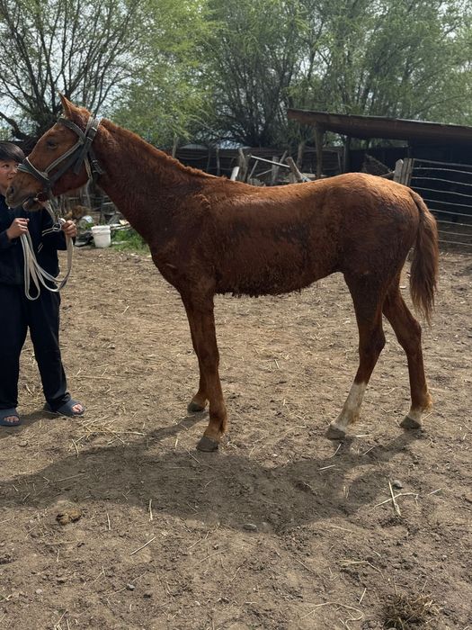 Тай 1 жасар тайлар