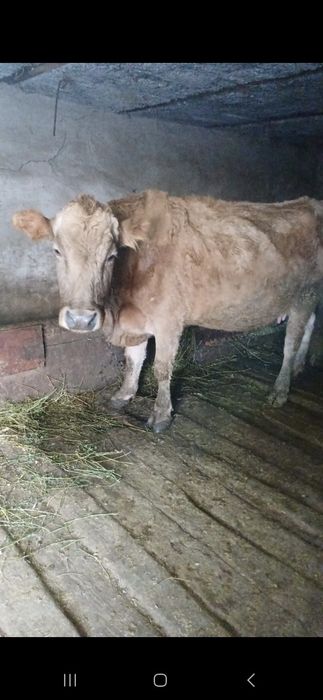 Продам корову Уштобе Исаева 45