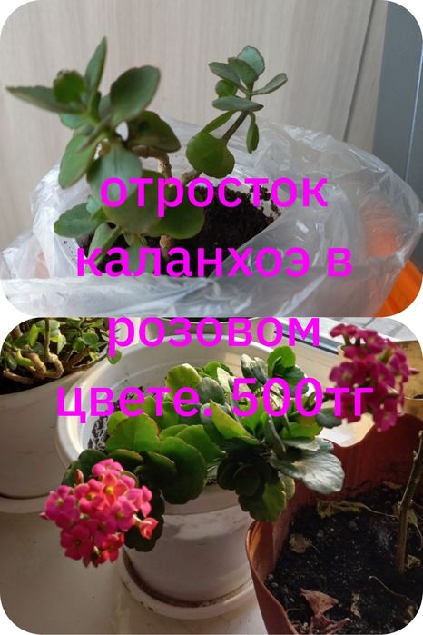 Комнатные цветы не дорого