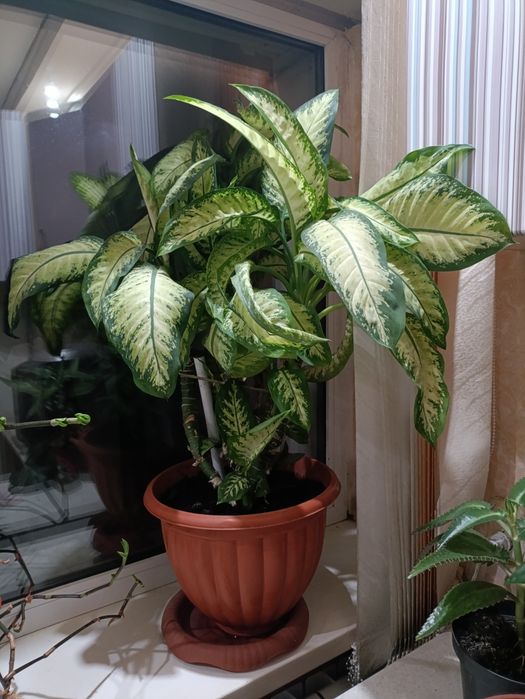 Диффенбахия, продам