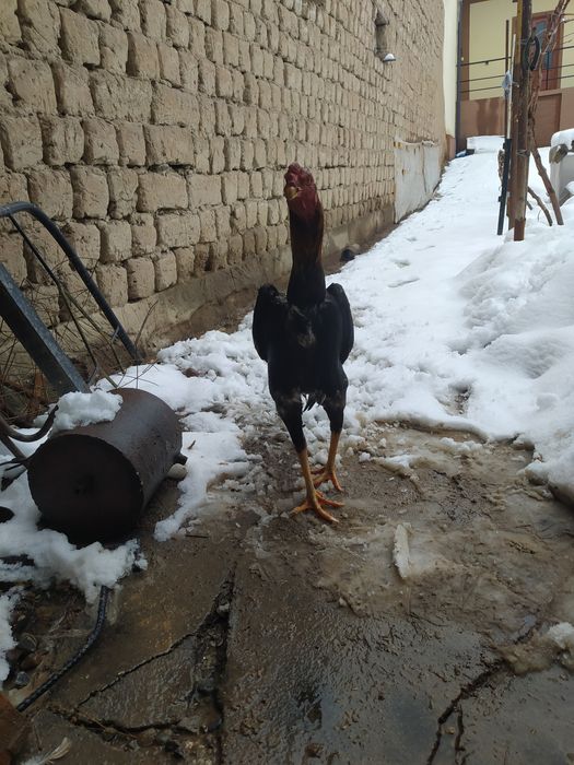 Dakan xoroz sotiladi