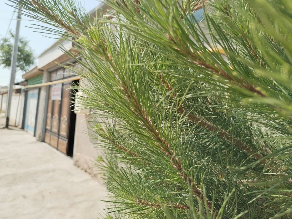 Мираж-1 дача сотилади