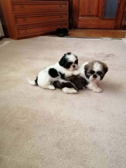 Pui shih tzu de vanzare