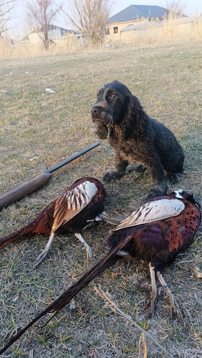 Спаниель 5 месяцев
