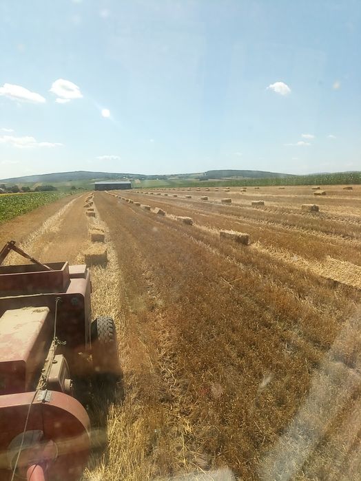 Baloti paie 2000 buc ,  8 lei buc ,, făn  20 lei buc ,lucerna 20 lei