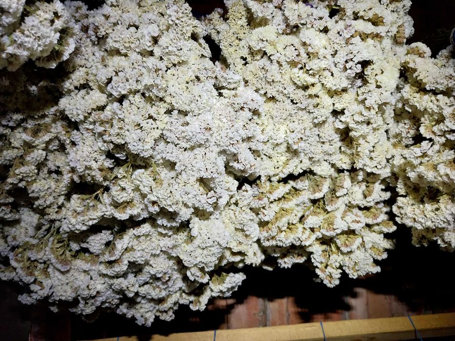 Flori uscate, buchete sau materie prima