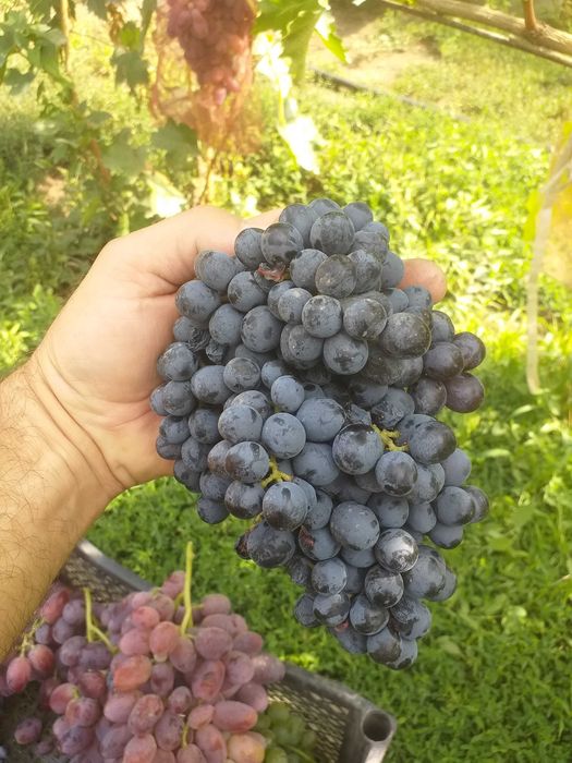 Продажа саженцев винограда