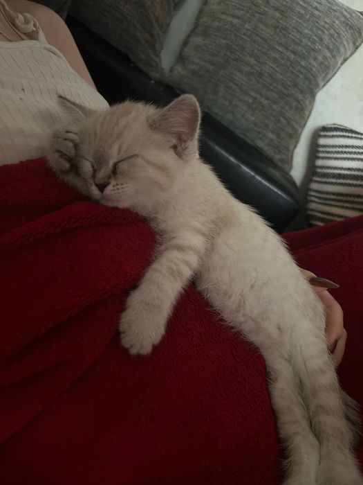 Отдам кошечку 2месяца
