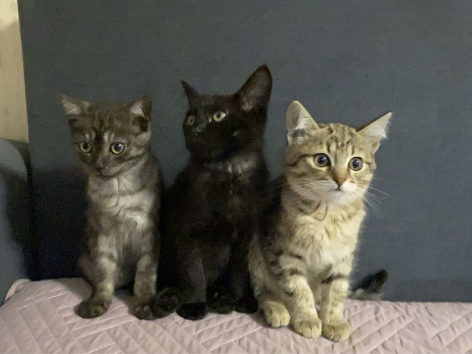 Отдам котят в добрые руки!