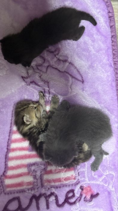 Скоттиш фолд котята